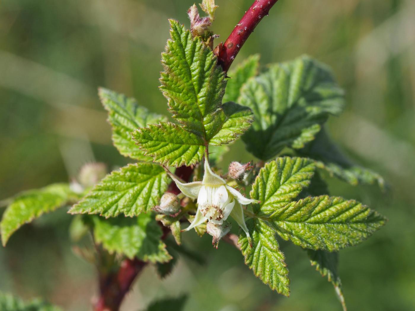 Raspberry flower